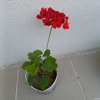 katmerli top sardunya