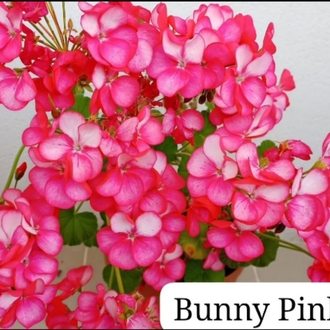 Bunny pin