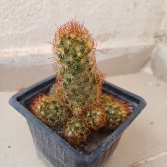 kaktüs