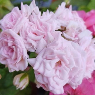 Milfied Roze