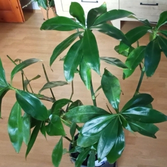 Ahtapot salon ve büro bitkisi