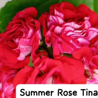 Summer Roze Tina