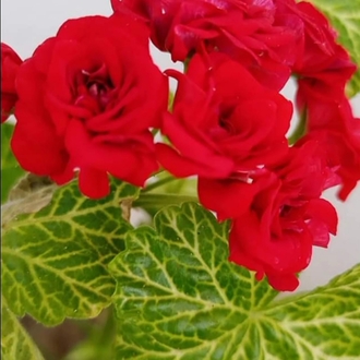 Bornohlem Pelargonimo