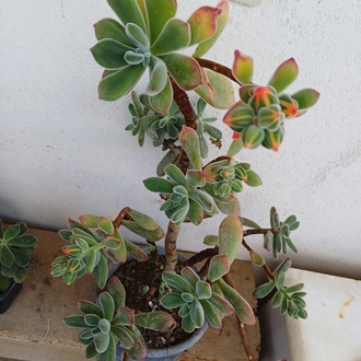 tüllü sukulent echeveria