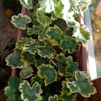 Pelargonimo fide 