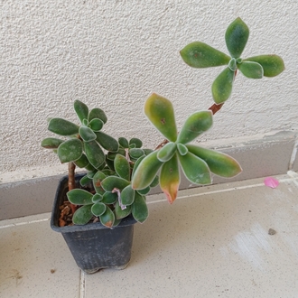 tüllü sukulent  echeveria 