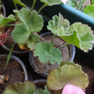 Rosebud