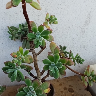 tüllü sukulent echeveria