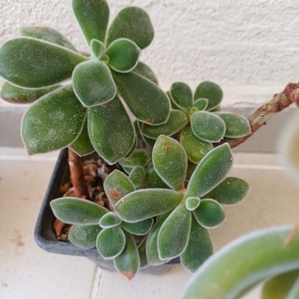tüllü sukulent  echeveria 