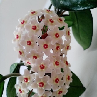 mum sarmaşık 