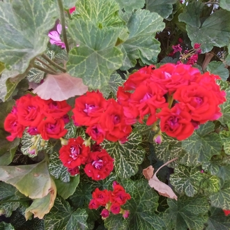 Bornohlem Pelargonimo