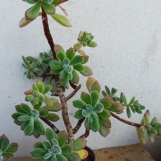 tüllü sukulent echeveria