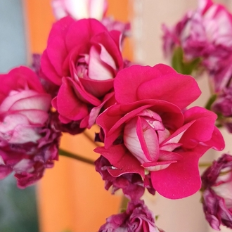 Rosebud 2