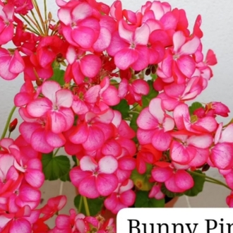 Bunny Pink lece Tohum