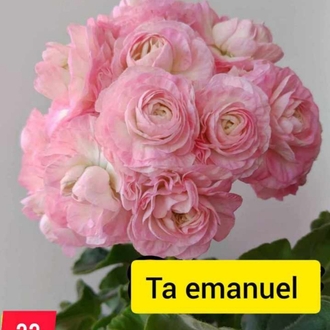 Ta em