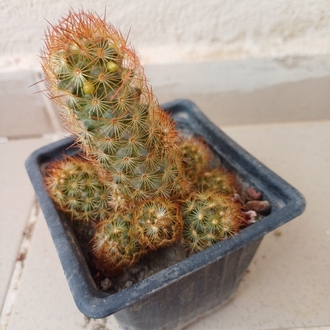 kaktüs