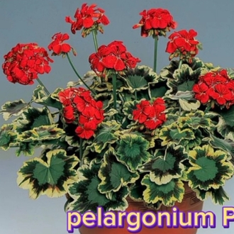 Pelargonimo fide 