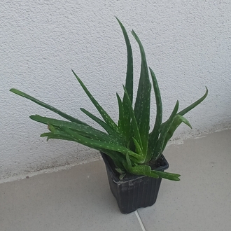 Alovera