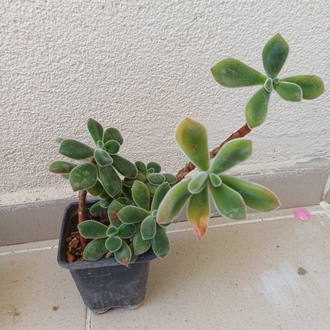 tüllü sukulent  echeveria 