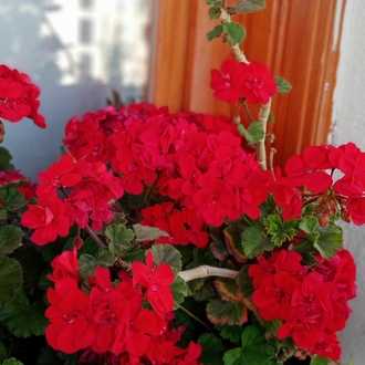 bodur sardunya fide
