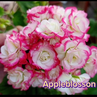 Appleblosson fide