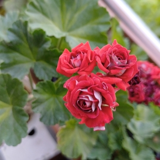 Summer Roze Tina