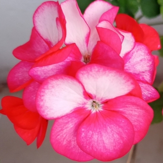 Bunny Pink lece Tohum