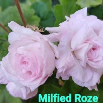 Milfied Roze
