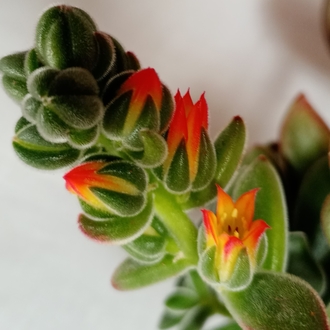 tüllü sukulent  echeveria 