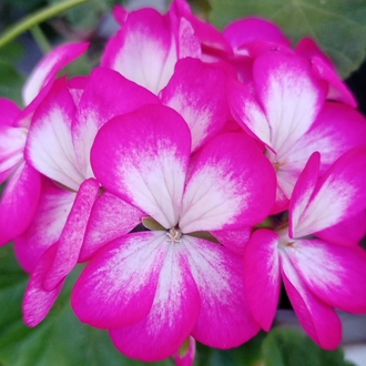 Belerina Tohumu
