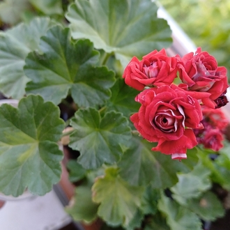 Summer Roze Tina