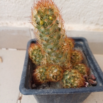 kaktüs