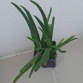 Alovera