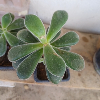 tüllü sukulent echeveria