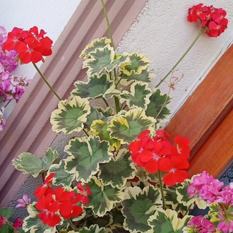 Pelargonimo fide 