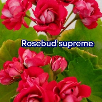Rosebud