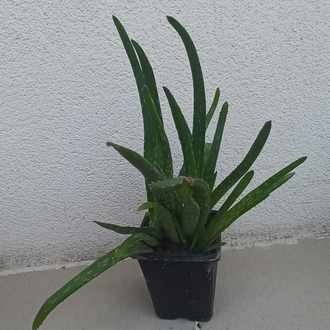 Alovera