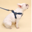AquaFlex Dog Harness Biothane Göğüs Tasması(2.5cm*52cm - 2.5cm*75cm)