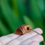 Tiny 'Terra'