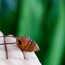 Tiny 'Terra'