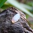 Pure / Opal