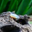 Pure / Opal