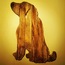 Dogi 