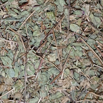 Karabaş (Kafa Süpürgesi) Otu Yağı 20 ml