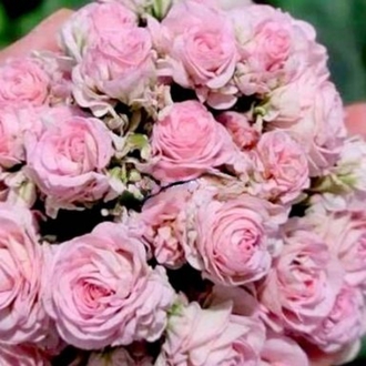 White Romance