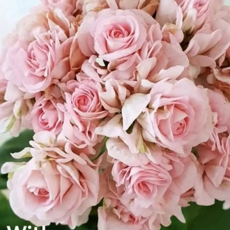 White Romance