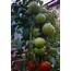 Tohum/ Verimli iri kırmızı atalık domates