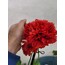 Tohum/Katmerli Haşhaş Çiçeği ( Gelincik)