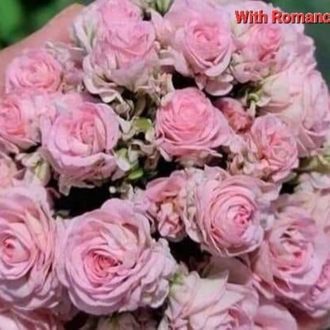 White Romance