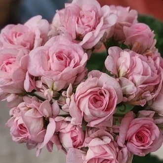 White Romance